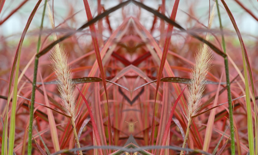 Image 4: Pennisetum 'Firework' Grass – 1, 2 or 3 Potted Plants