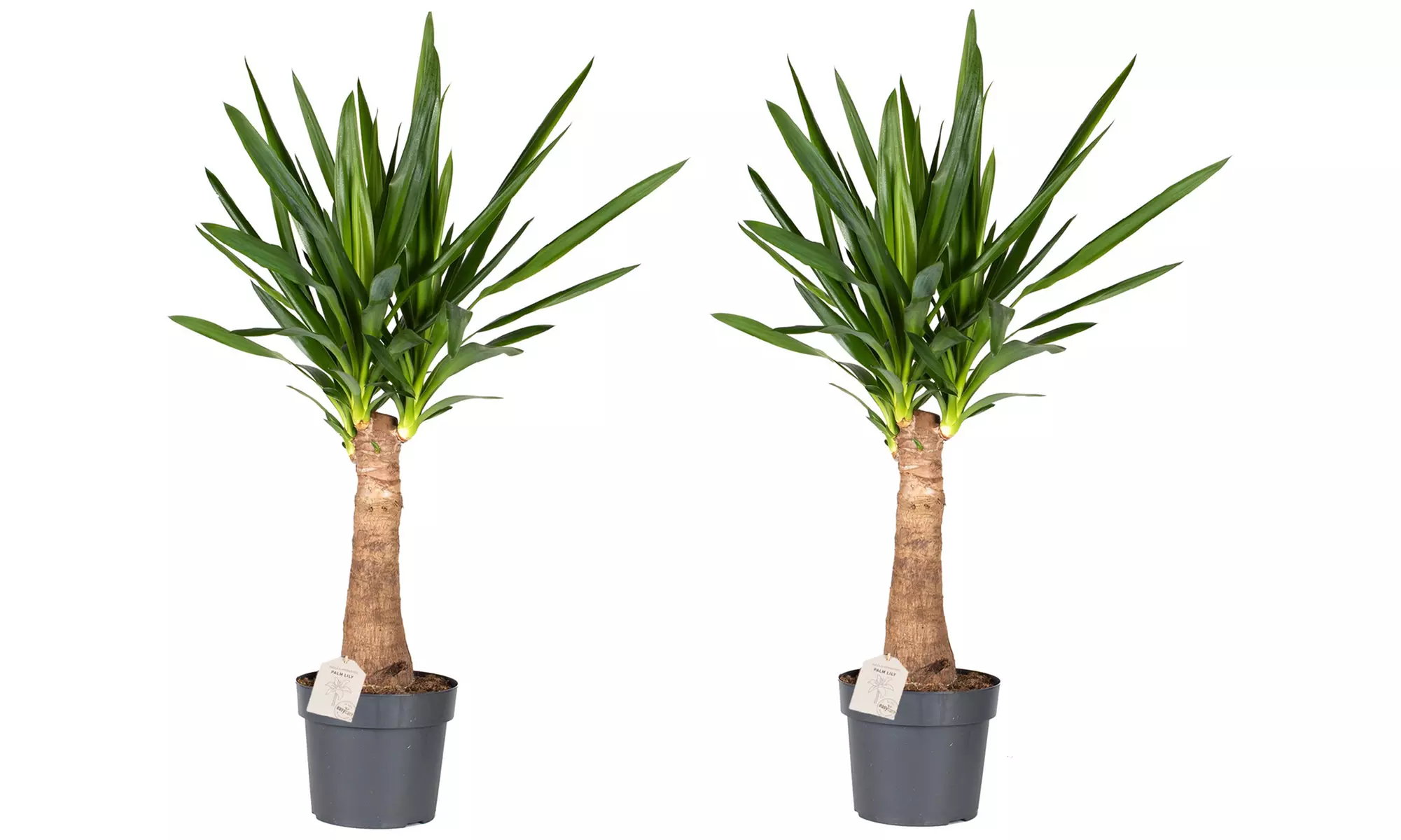 1 ou 2 yucca "pieds d'éléphant", quantité au choix - Image 5