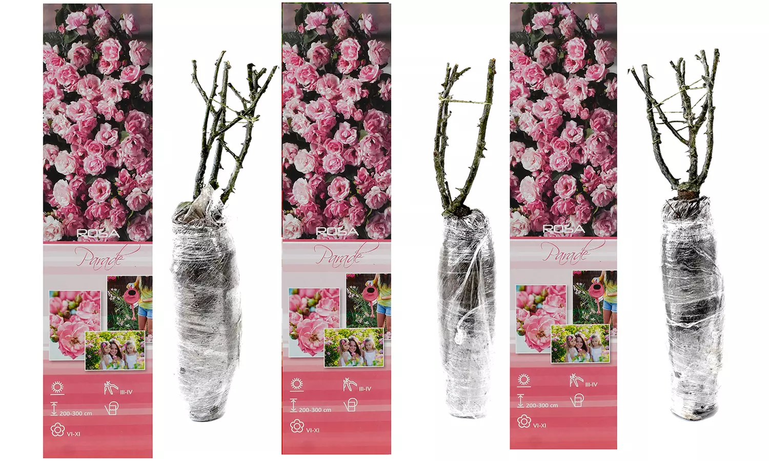 3er- oder 4er-Set Kletterrosen