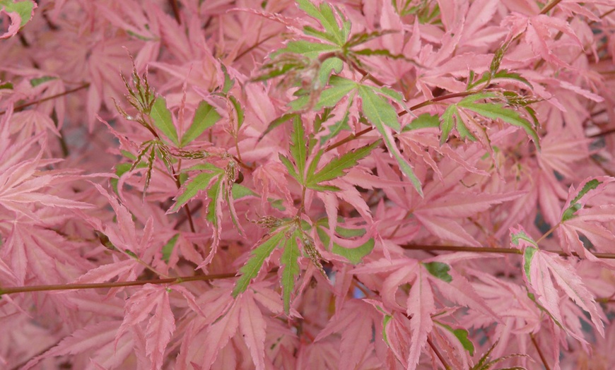 Image 2: 1 o 2 plantas de arce japonés con hojas color rosa salmón