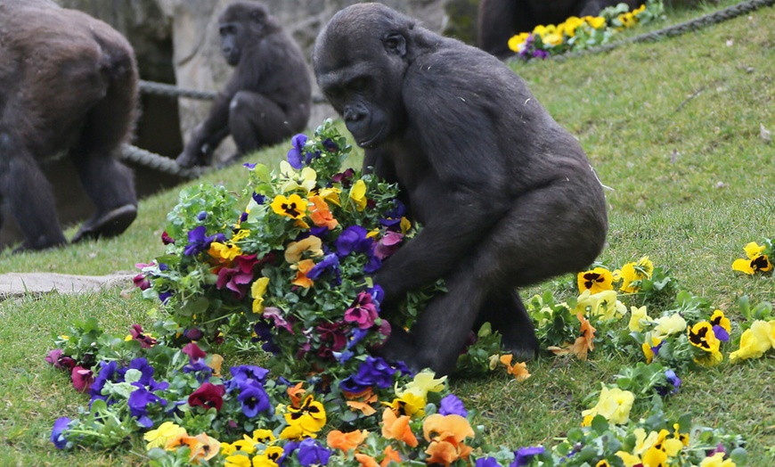 Image 4: Tagesticket für Erlebnis-Zoo Hannover