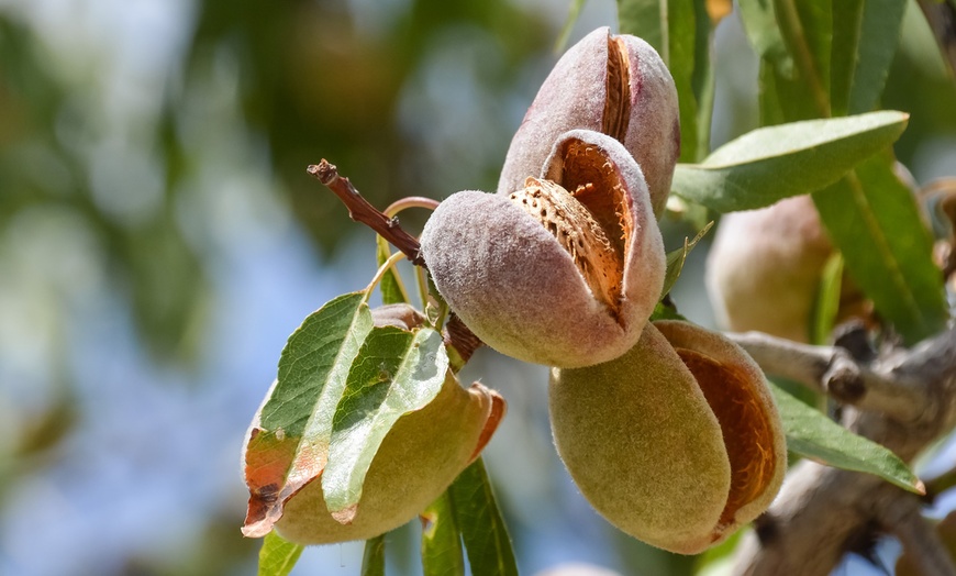 Image 7: Prunus Triloba (amandelboom)