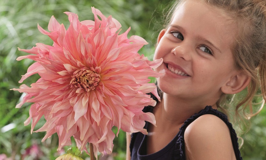 Image 6: 1,3, or 6 Dahlia Penhill Watermelon Plants