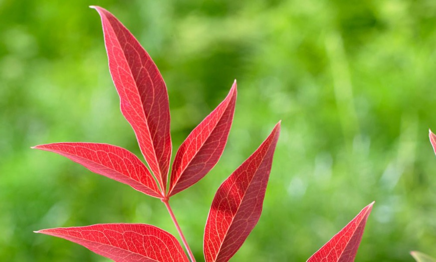 Image 4: One, Two or Three Nandina Domestica Obsessed Plants