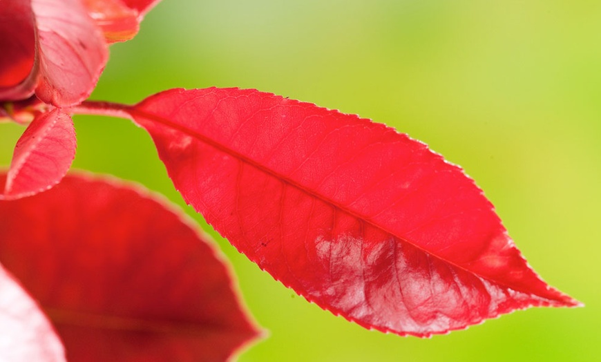 Image 6: Lot de 2, 4 ou 6 plantes de Photinia 'Red Robin'