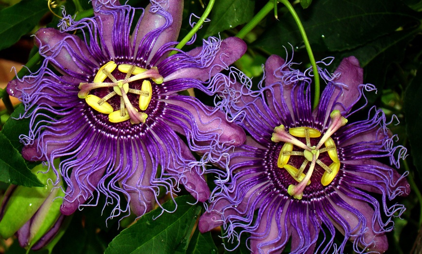 Image 2: Hardy Passiflora Pants