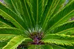 Lot de 2 palmiers cycas, 45-60 cm à la livraison - Image 3