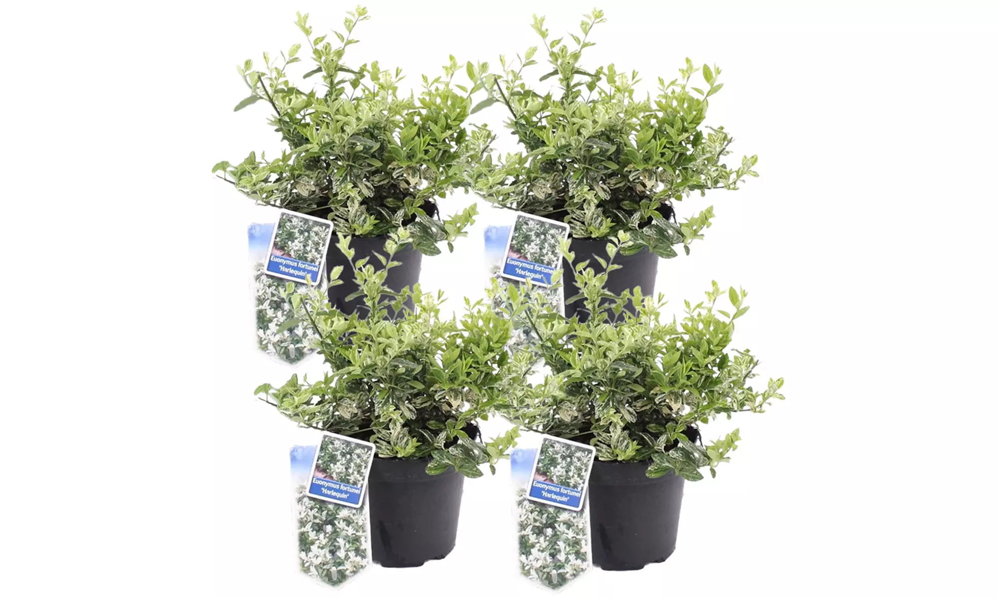 2x oder 4x Kriechspindel 'Harlequin' (Euonymus fortunei 'Harlequin') - Second Medium