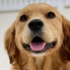 Image 9: Full Day of Doggy Day Care Or Get $50 or $100 Credit Dog Grooming