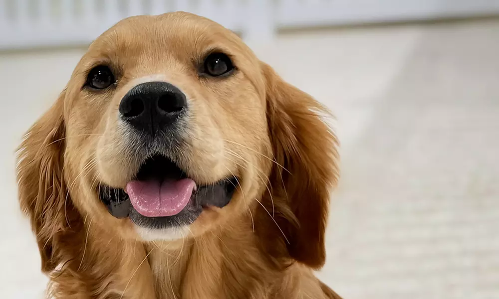 Full Day of Doggy Day Care Or Get $50 or $100 Credit Dog Grooming