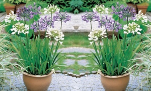 Agapanthus Blue and White Collection - 6 or 12 Plants