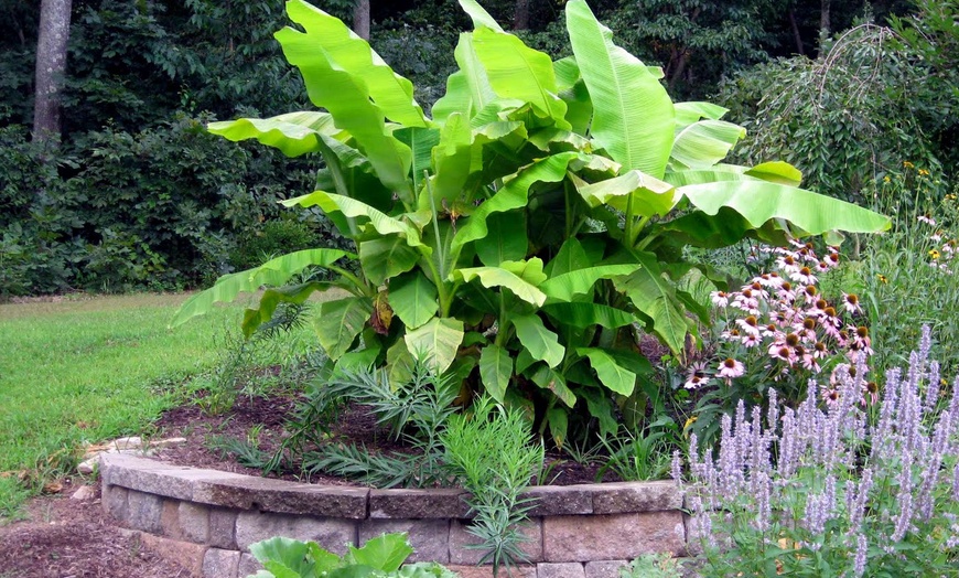 Image 1: Musa Basjoo Outdoor Banana Plants