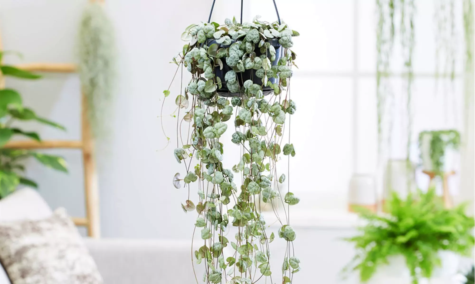 1 ou 2 plantes Ceropegia 'String of Hearts' - Primary Image