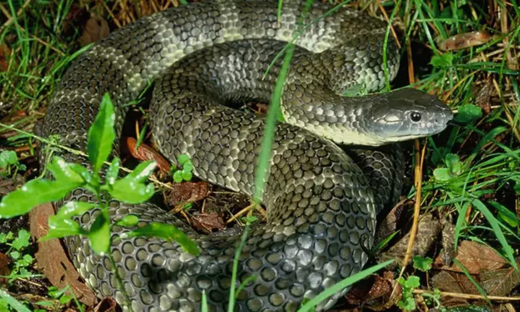 Explore Australian Wildlife with One Child, Adult or Family Pass