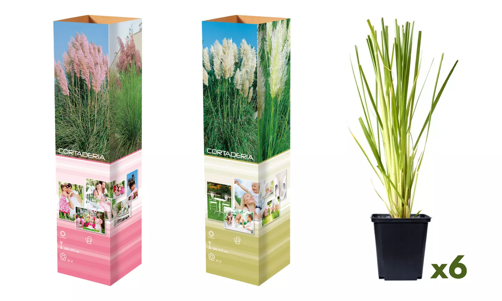 3x oder 6x Pampasgras