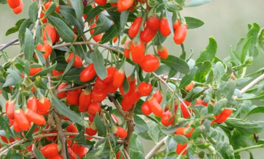 Image 4: Goji Berry - No.1 Lifeberry - 1 or 2 Potted Plants


