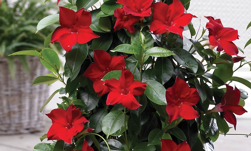 Image 7: Exotic Mandevilla Trio