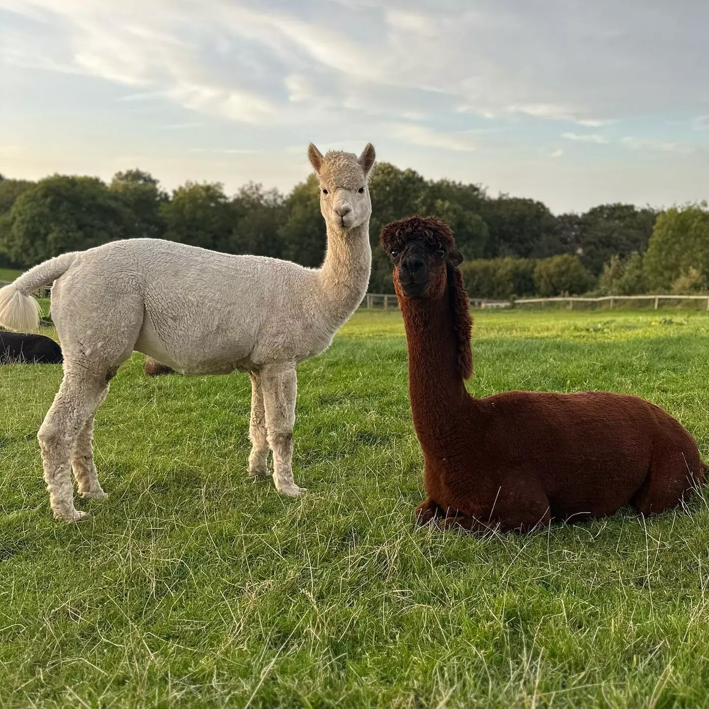 Up to 25% Off on Zoo - Petting at Greenhill Alpaca Trekking