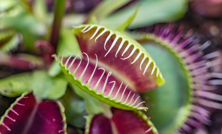 Image 1: Mixed Carnivorous Plants