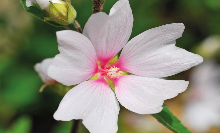 Image 1: Lavatera Barnsley Baby Plant