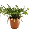 Image 5: Lot de 2 plantes d'intérieur Humata Tyermanii
