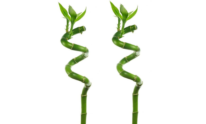 Image 4: 6 or 12 Bamboo Spiral Stems 40cm