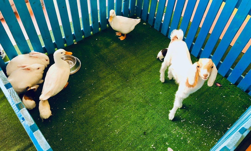 Image 10: Pet Boarding at PoshPaws Kennels and Cattery