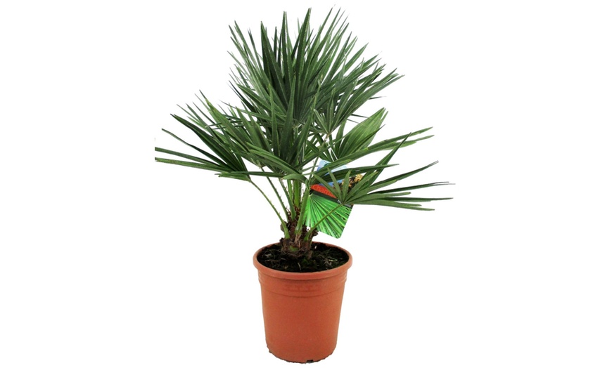 Image 2: 1 ou 2 plants de palmiers Chamaerops Humilis en pot