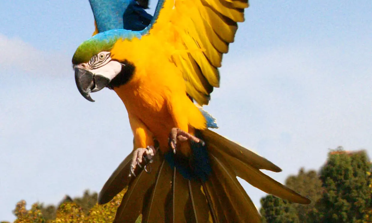 Entrada de día a elegir a Selwo Marina, Aventura y/o teleférico