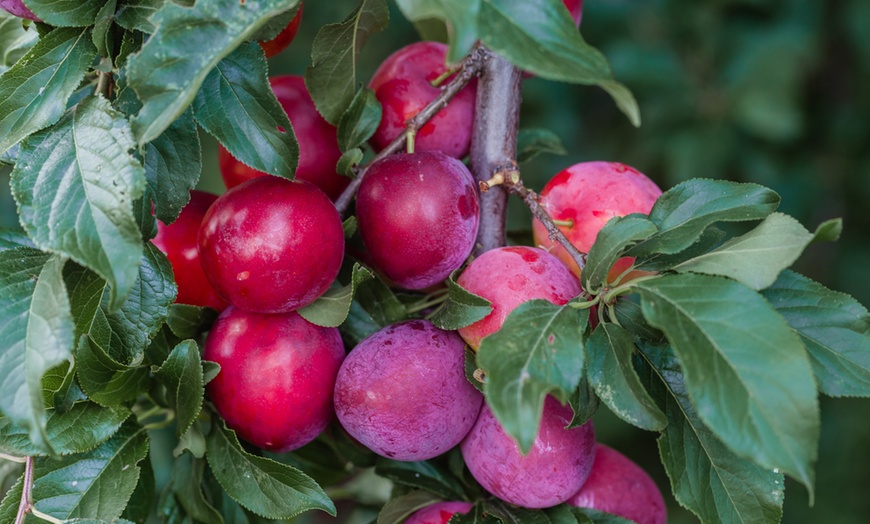 Image 2: Set van 3 pruimenbomen 'Prunus domestica'