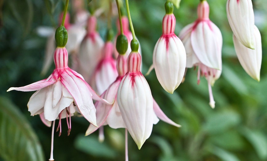 Image 1: 5, 10 or 20 Plants of Fuchsia Happy Wedding Day