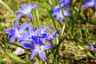 Spring-Blooming Flower Bulbs - Second Medium