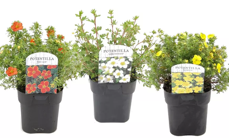 Image 4: Set van 3 Potentilla's