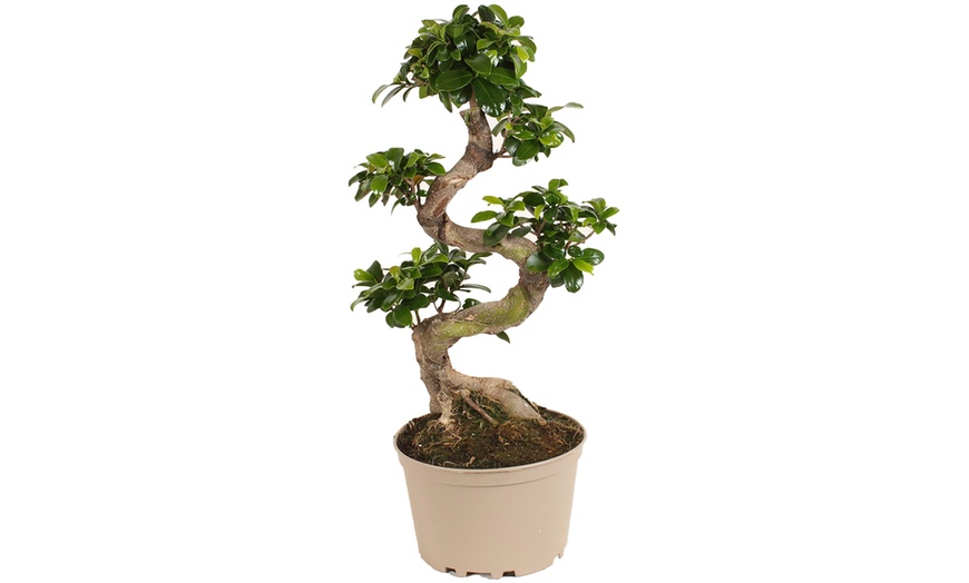 Image 3: Rootz Two Ficus Ginseng Bonsai Tree Pots 20cm