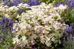 1x oder 2x Hortensie 'Switch Ophelia' "Hydrangea paniculata" - Second Medium