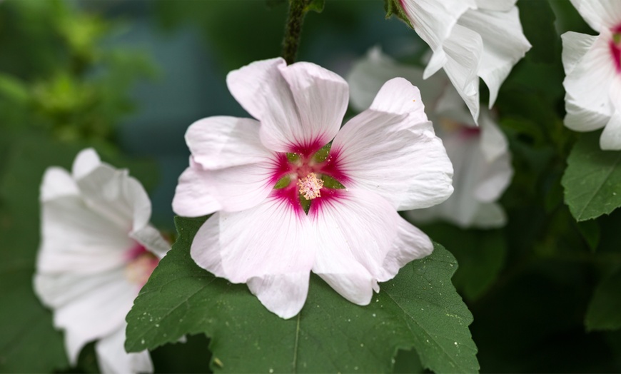 Image 2: Lavatera Blushing Bride - One, Three of Five Plants