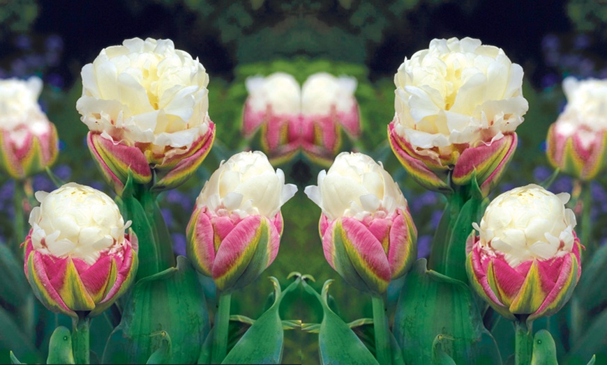 Image 4: Tulip Ice Cream - 5,10 or 20 Bulbs