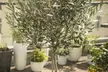 1 o 2 olivos 40-50 u 80-90 cm - Second Medium