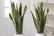 Planta de Sansevieria en diferentes tamaños - Second Medium