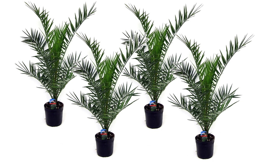 Image 4: Bis zu 4x Kanarische Dattelpalme „Phoenix Canariensis"