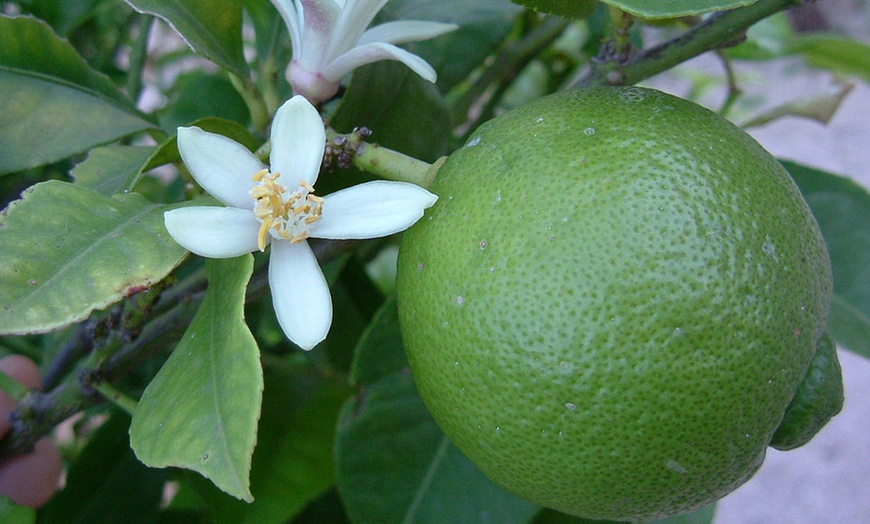 Image 3: Citrus Tree Mix Plants