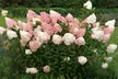 Lot de 2 ou 4 plantes Hydrangea paniculata 'Vanille Fraise' - Image 4