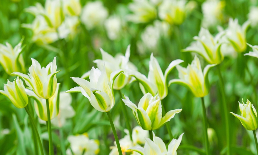 15 or 30 Tulip Green Star Bulbs | Groupon