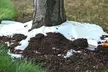 Sunflower Seed Mats with Soil Block (1-, 2-, or 4-Pack) - Second Medium