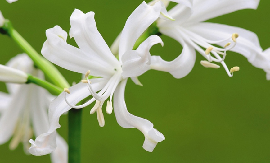 Image 9: Nerine Cornish Lily Two-Litre Potted Plants