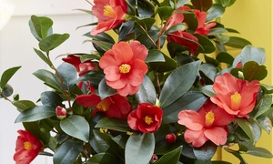 One or Two Camellia 1001 Summer Nights Jasmine Plants in 10.5cm Pots