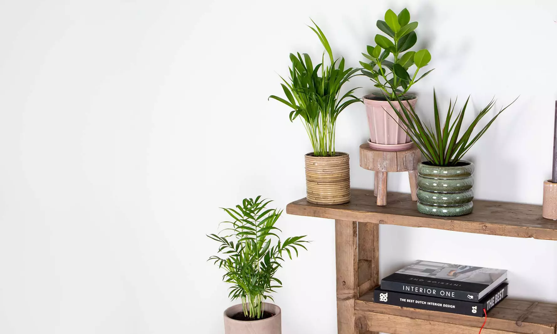 Lot de 4 de plantes d'intérieur résistantes ou adaptées aux animaux