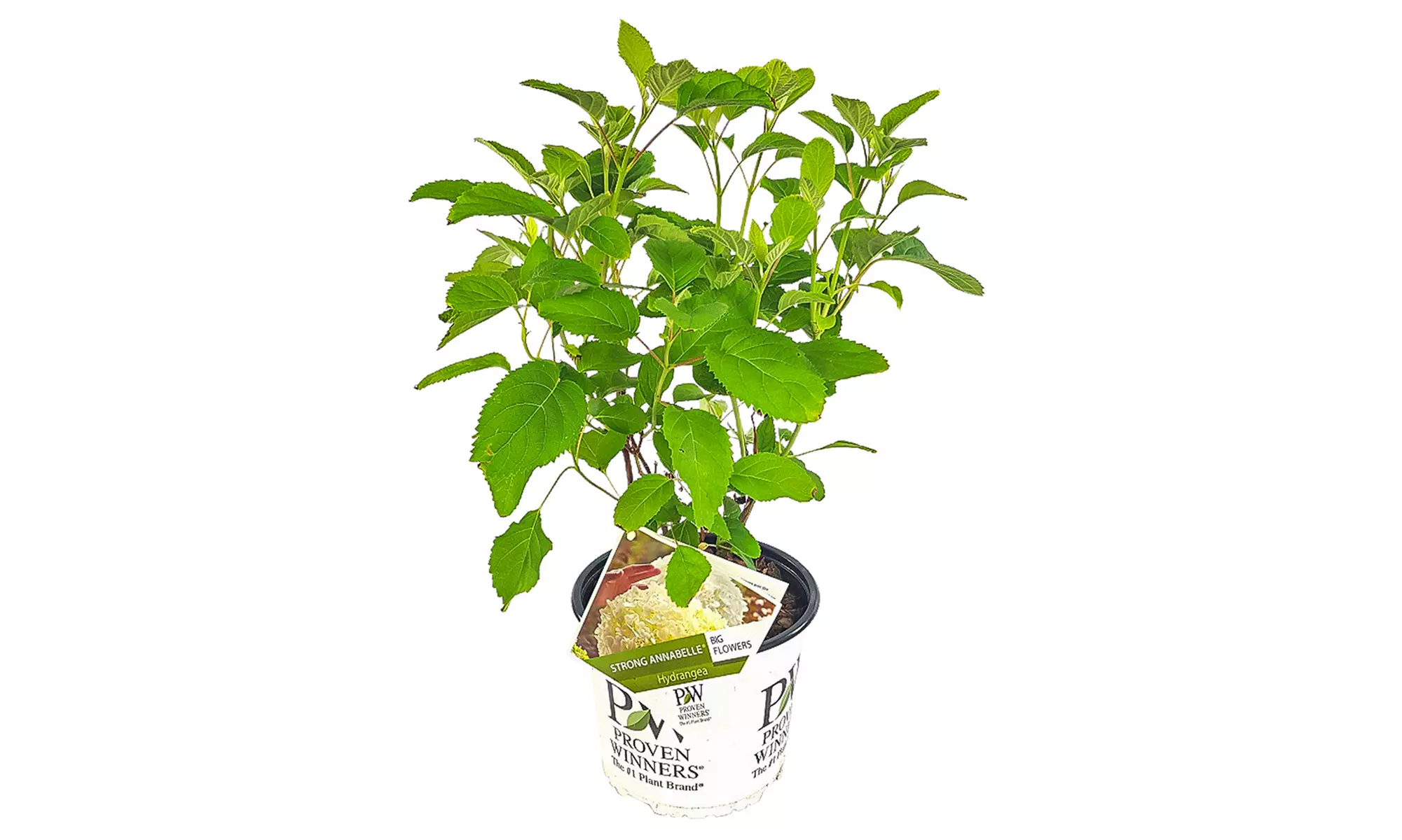 1, 2 o 4 hortensias "Strong Annabelle"