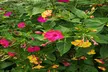 Mirabilis 4'o Clock, Incarvillea Grand Gloxinia, and Jumbo Lily Bulbs (12-, 24-, or 36-Pack) - Second Medium