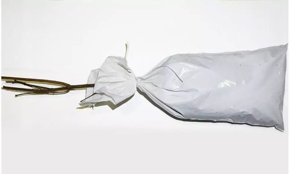 Lilac Common Bare Root - Second Medium